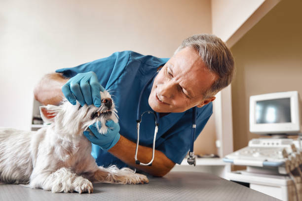 Best Emergency Root Canal Treatment in Anchorage, AK
